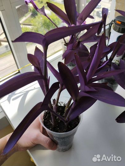 Традесканция пурпурная