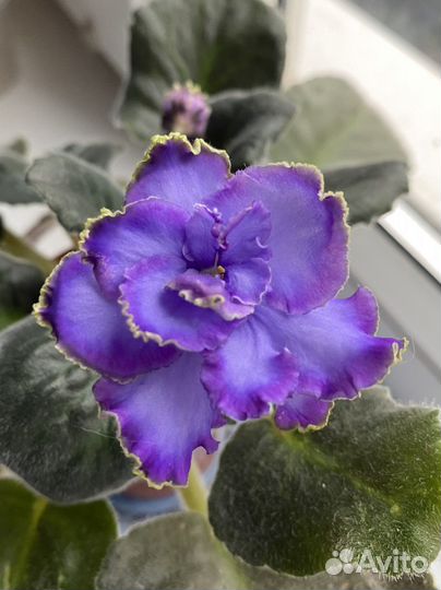 Фиалка Sorano blue dragon(голубой дракон)