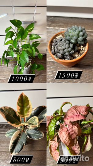 Комнатные растения