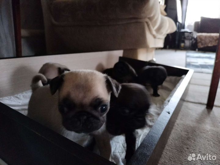Щенки мопса черные