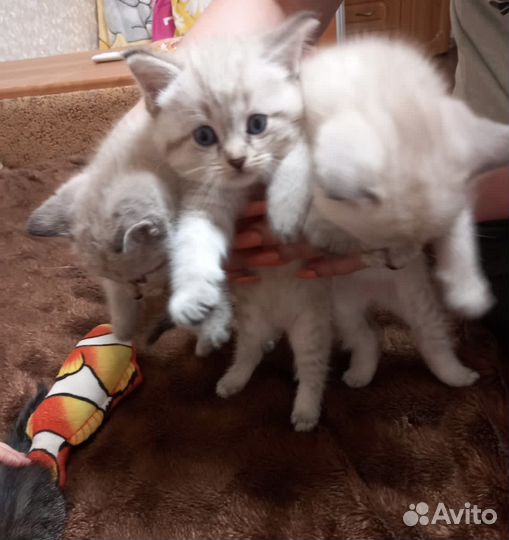 Шотландские котята