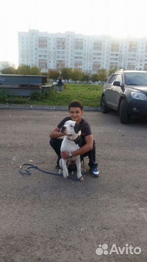 Дрессировка,выгул, передержка