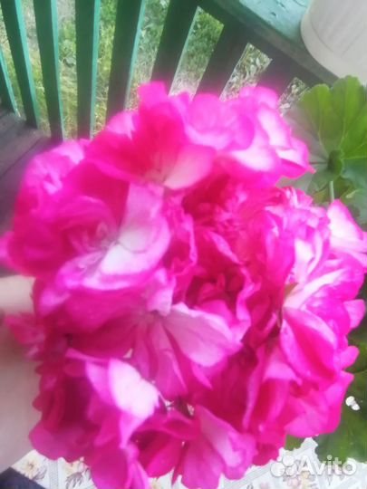 Пеларгония