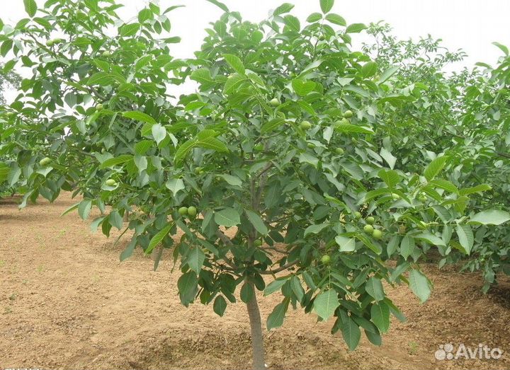 Орех грецкий «Идеал»