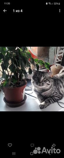 Отдам в самые добрые,любящие и ответственные руки