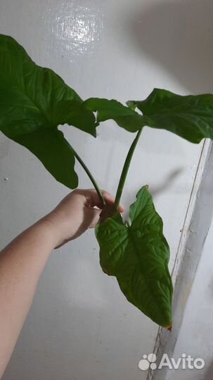 Сингониум австралия