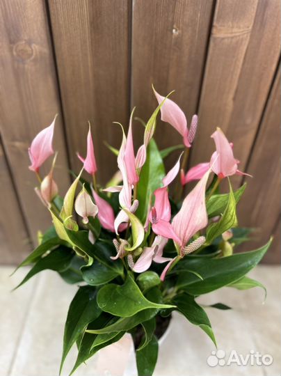 Антуриум лили