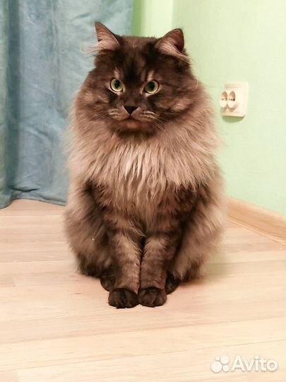 Вязка. Сибирский кот