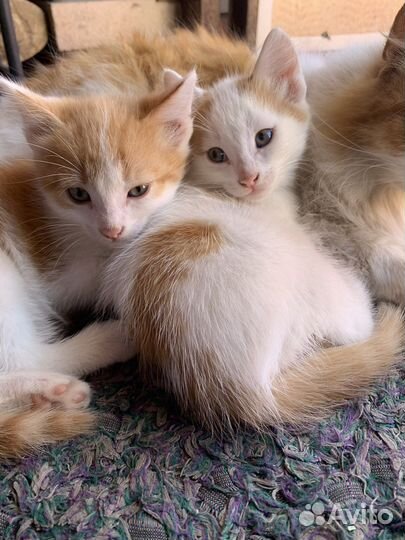 Котята