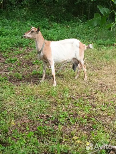 Коза дойная, козлик
