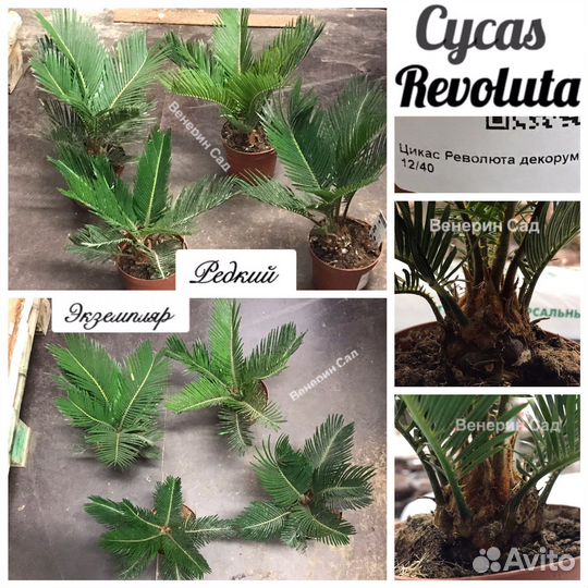 Цикас/ливистона/пахира/ховея/стрелиция/арека