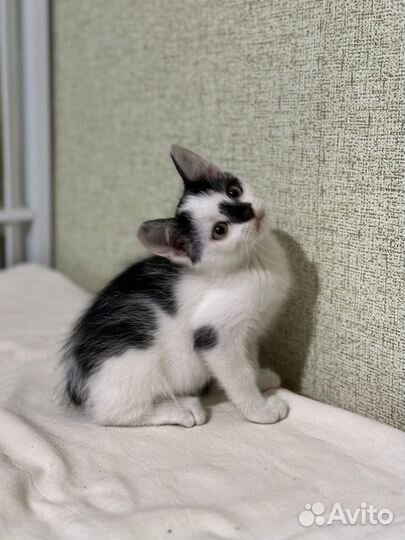 Котик 3 мес в доьрые руки