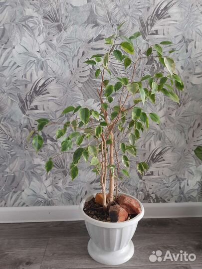 Фикус бенджамина