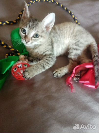 Котёнок от сфинкса