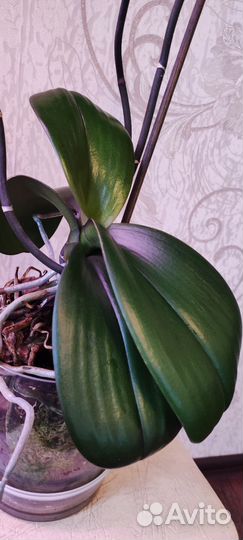 Орхидея фаленопсис Нарбонна