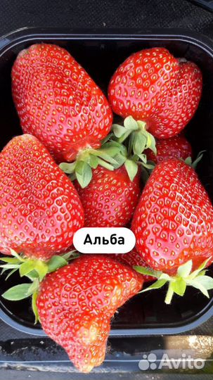 Саженцы клубники