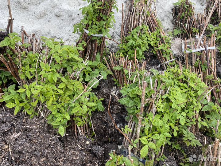 Саженцы ремонтантной малины