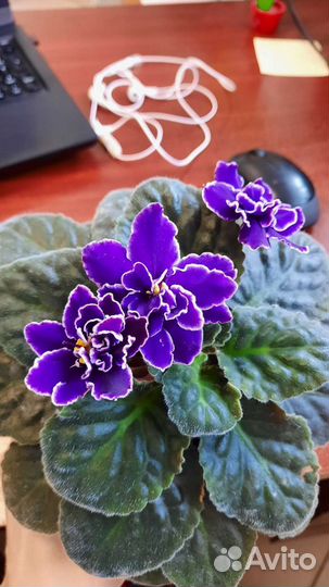 Сортовые фиалки