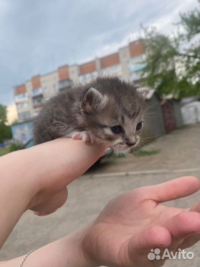 Отдам котят