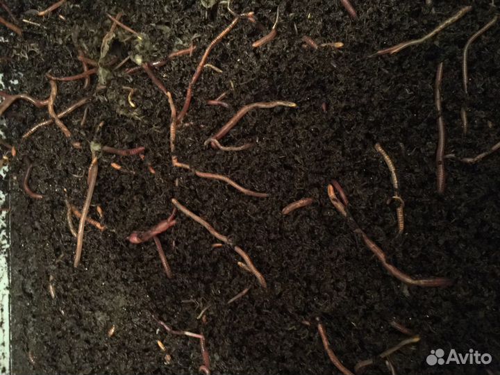 Червь старатель