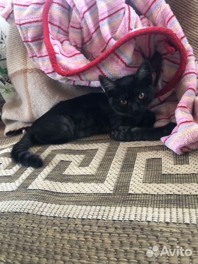 Котята в добрые руки мальчики