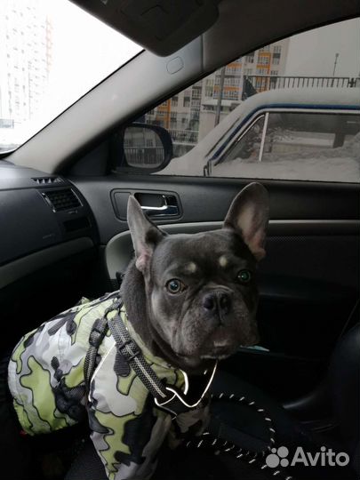 Вязка французский бульдог