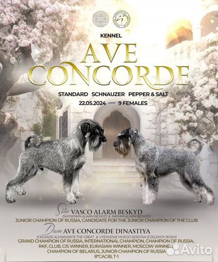 Щенки среднего шнауцера