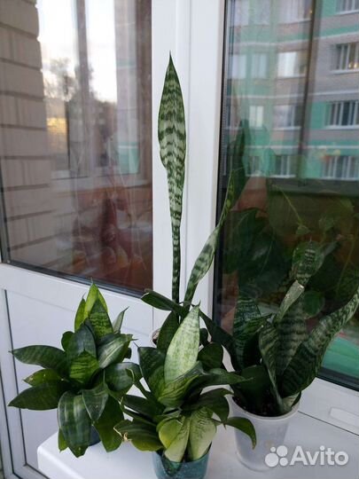 Комнатные цветы