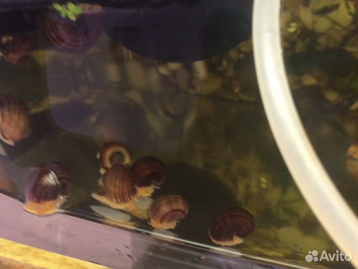 Улитки ампулярии