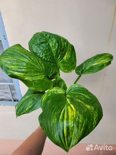 Хосты коллекционные Гэлакси, Extreme /Экстрим