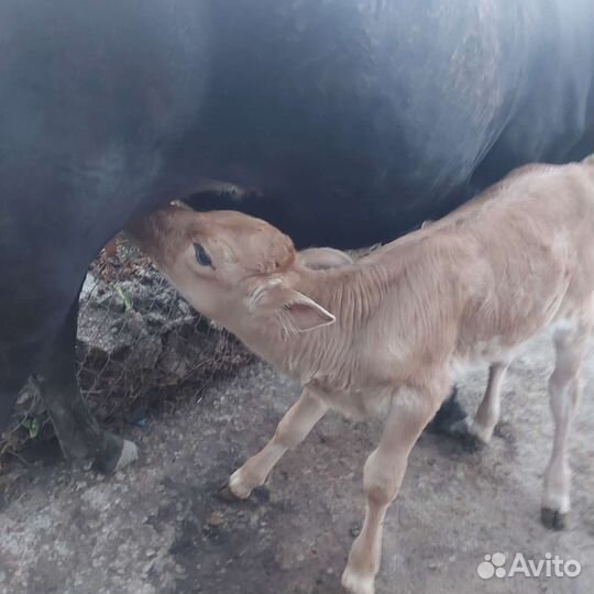 Корова и теленок