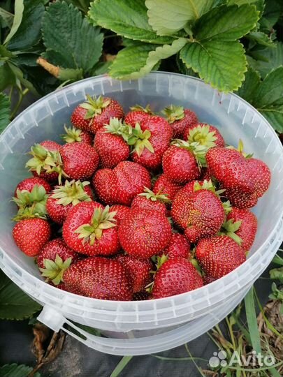 Рассада клубники поздняя Мальвина