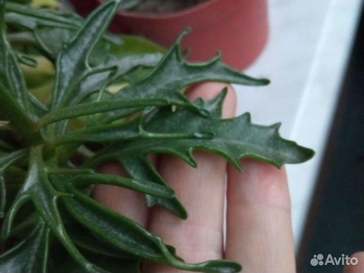 Каланхоэ цветущий, несколько сортов, есть мини