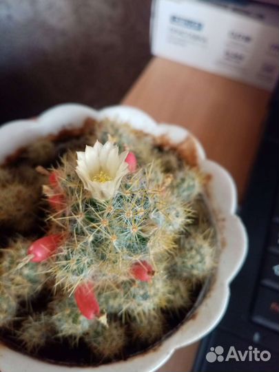 Кактус маммилярия