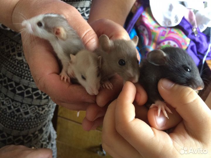 Ручные крысята