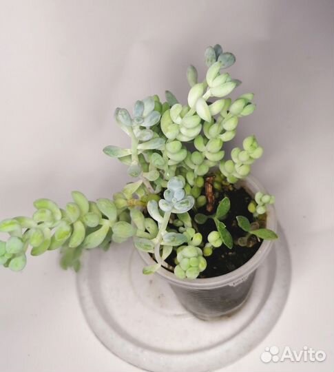 Суккуленты 3