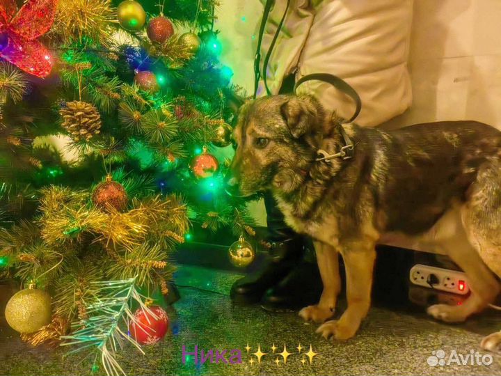 Собака в добрые руки отдам бесплатно