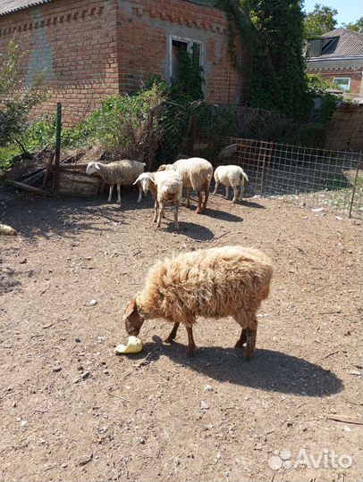 Овцы бараны ягнята