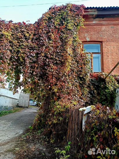 Девичий виноград