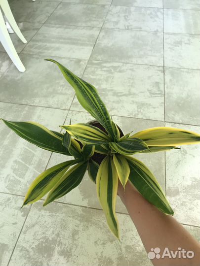 Сансевиерия микс