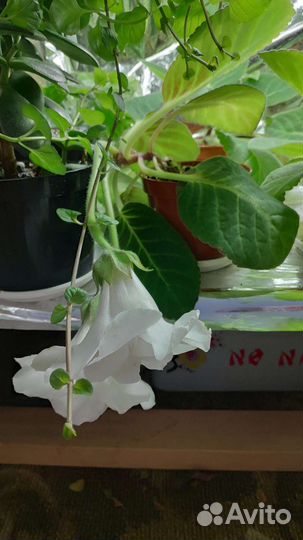 Глоксиния махровая