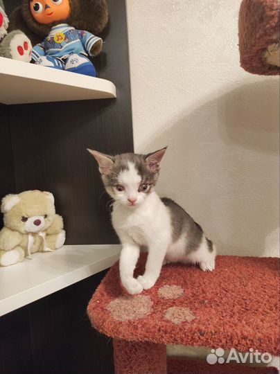 Котенок в добрые руки