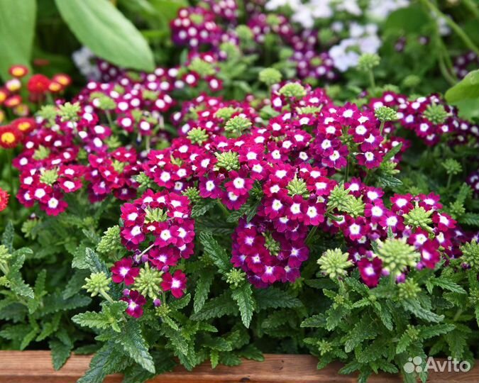 Вербена рассада