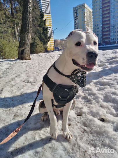 Вязка мальчик аст