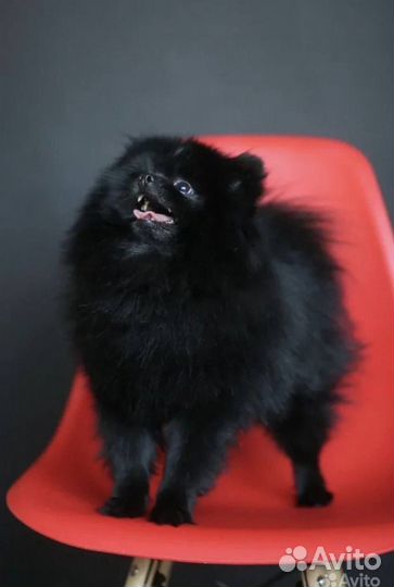 Померанский шпиц вязка