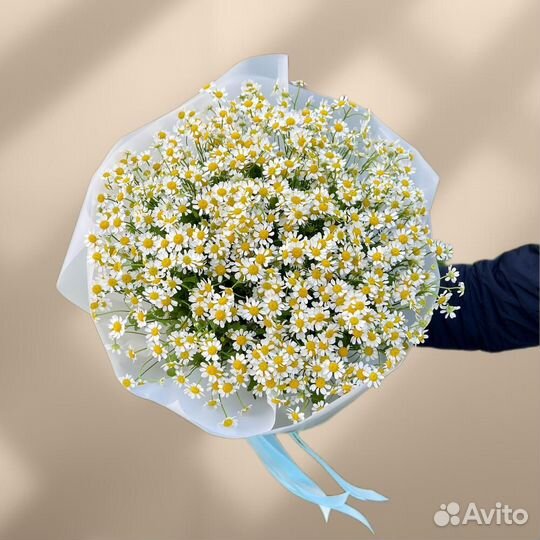 Цветы ромашки. Букеты ромашек. Ромашки. Цветы