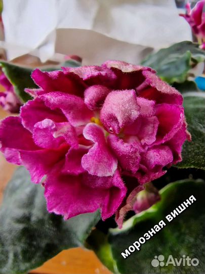 Фиалк сортовые цветущие с названиями сортов