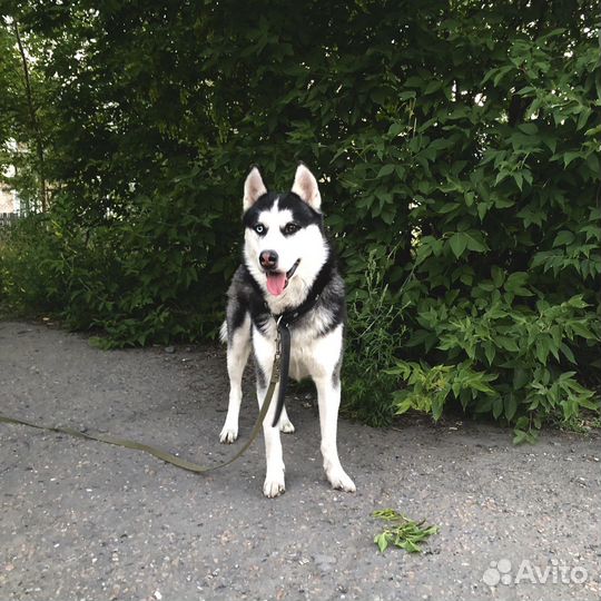 Сибирский хаски, вязка