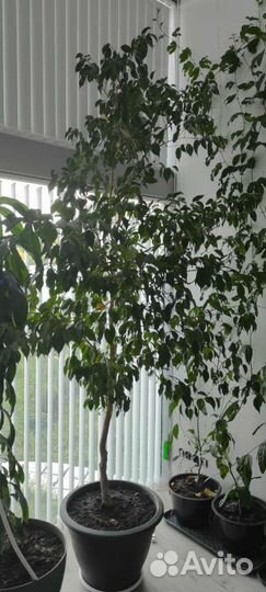 Фикус бенджамина, 15 лет