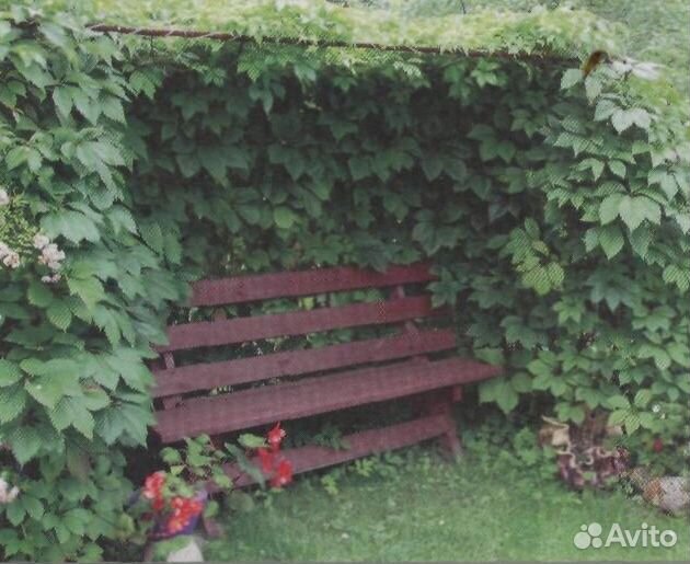 Хмель (вьюн)